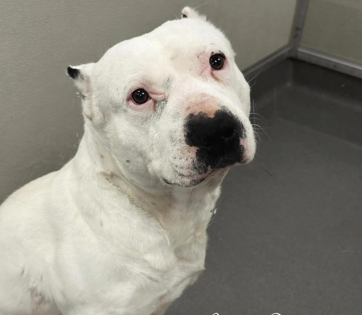 Bubbles #4567 (612), Adoptable, Adult Male Pit Bull Terrier.