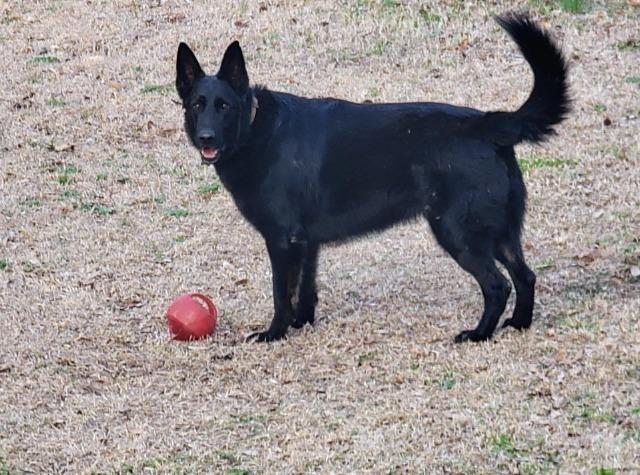FtA Ozzie, Adoptable, Young Male German Shepherd Dog.