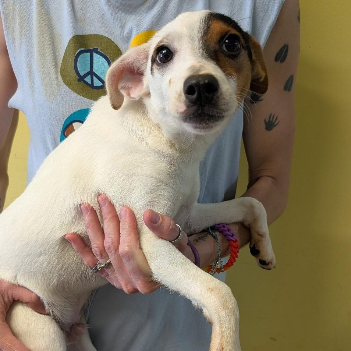 Chief, a ADOPTABLE mixed breed in Metropolis, IL image 1/2
