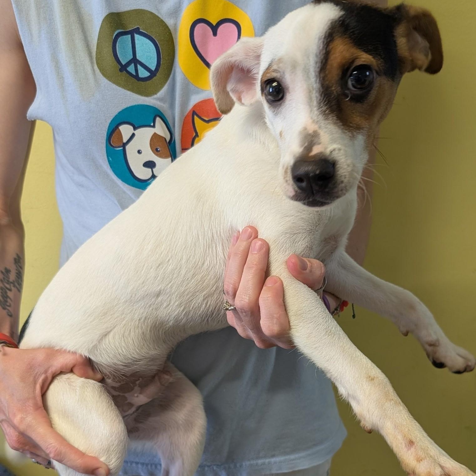 Chief, a ADOPTABLE mixed breed in Metropolis, IL image 2/2