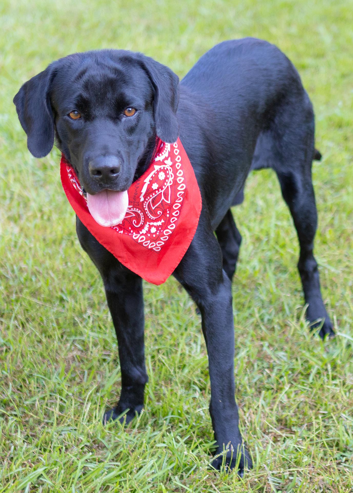 Bentley, Adopted, Young Male Black Labrador Retriever.