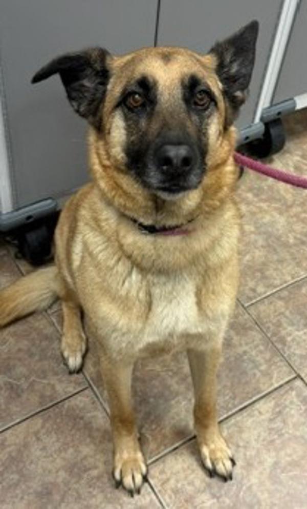 Iggy, Adoptable, Adult Female German Shepherd Dog.