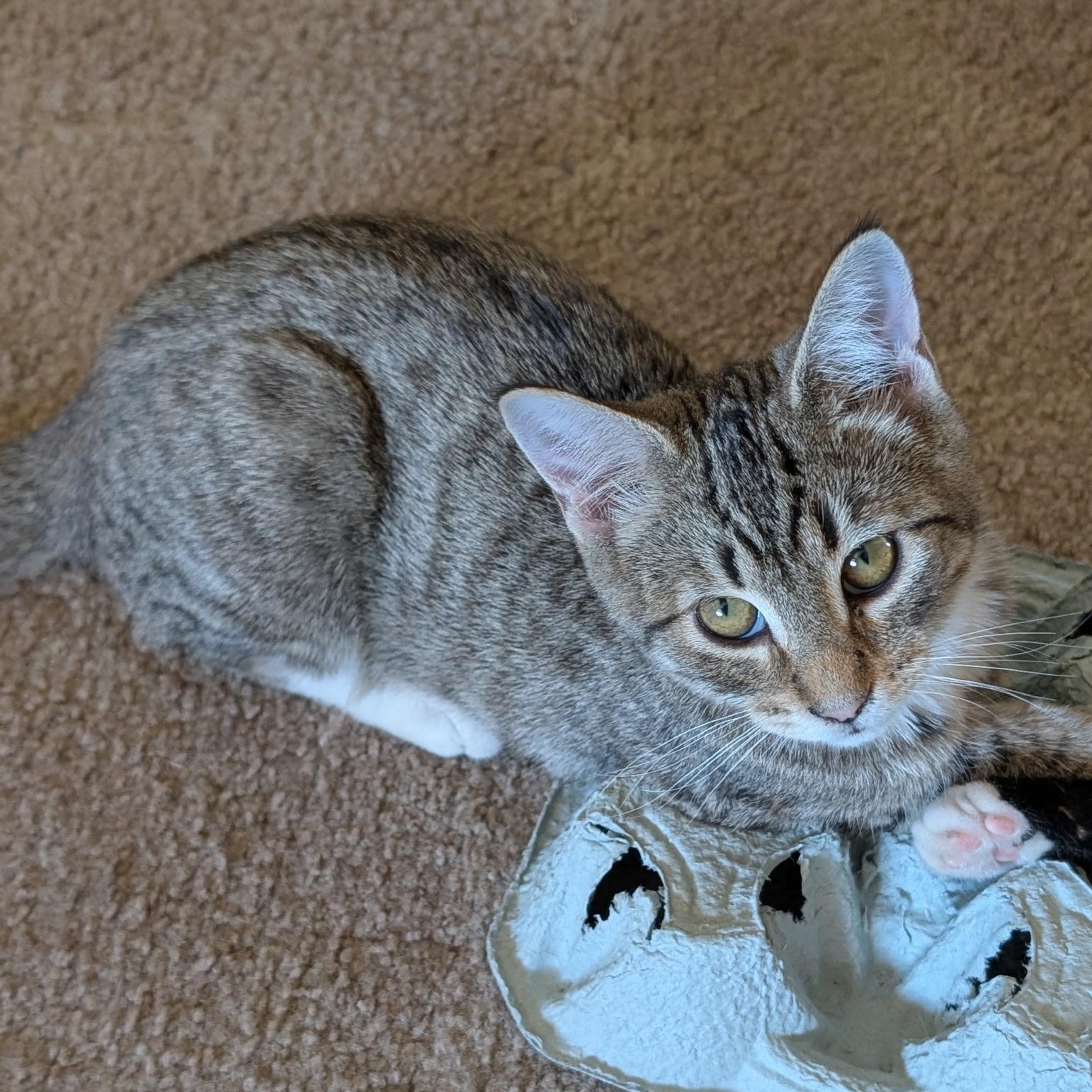 Enlarge Prince, an adoptable Tabby in Springfield, OR image 3/6
