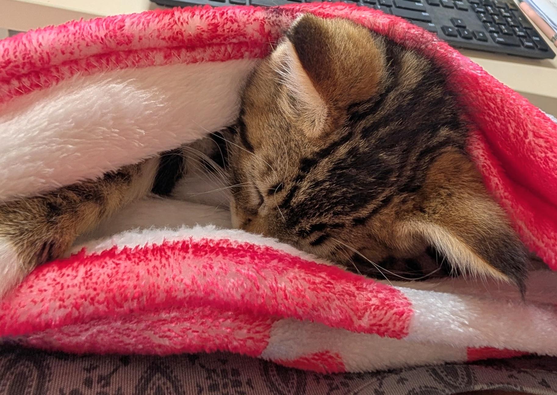 Prince, an adoptable Tabby in Springfield, OR image 3/6