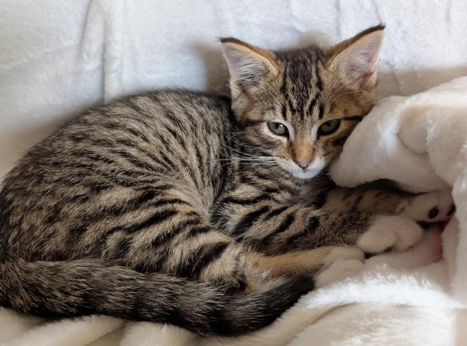 Prince, adoptable, Kitten Male Tabby.