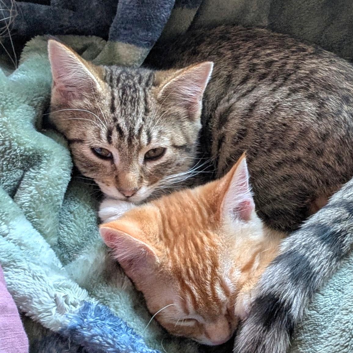 Prince, adoptable, Kitten Male Tabby.