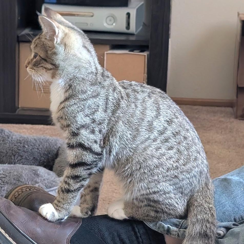 Enlarge Prince, an adoptable Tabby in Springfield, OR image 2/6