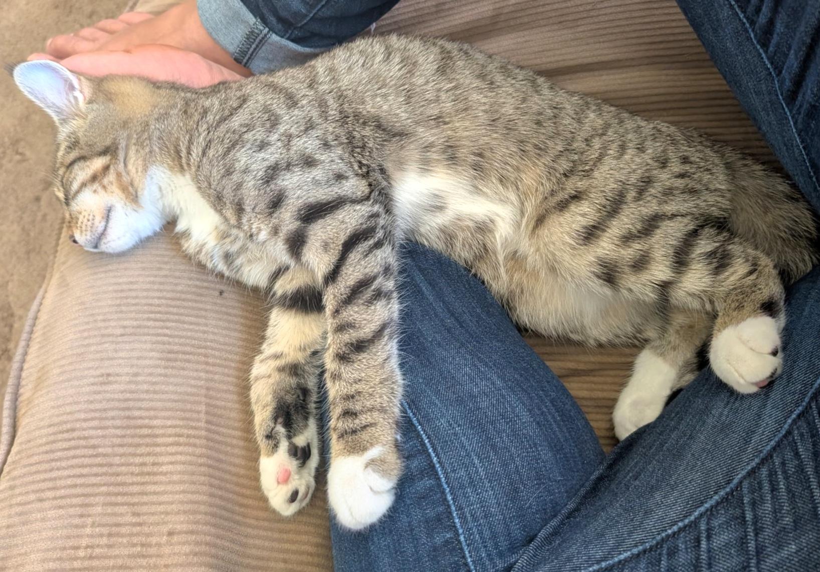 Enlarge Prince, an adoptable Tabby in Springfield, OR image 4/6