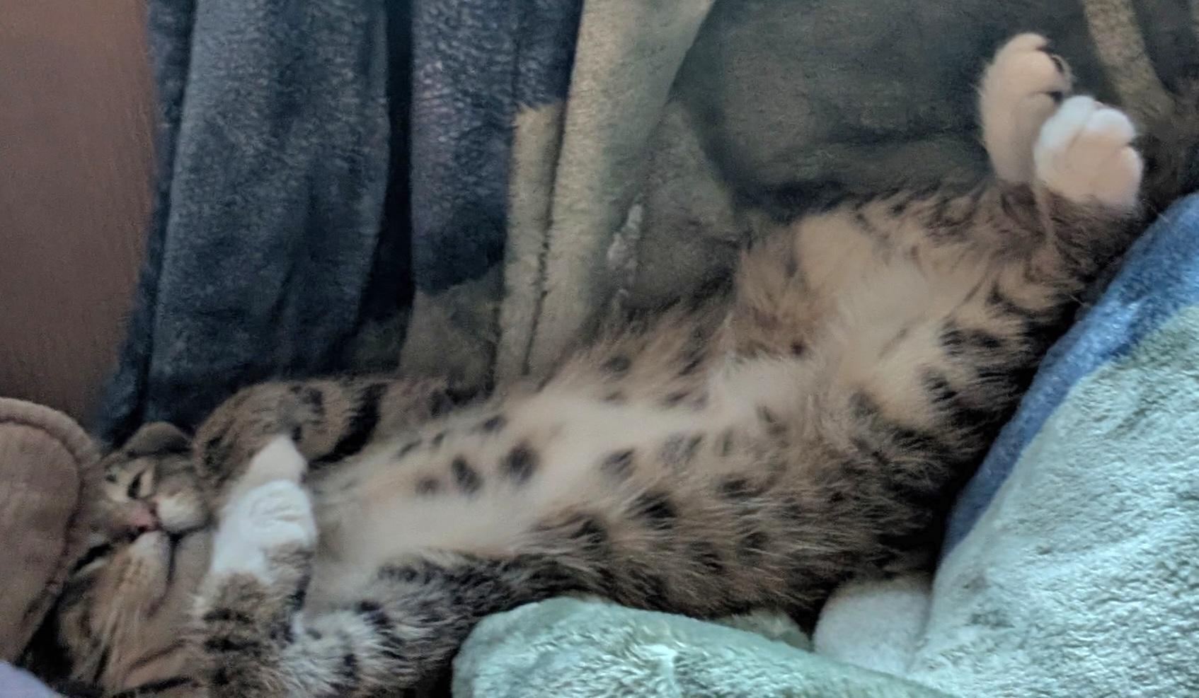 Prince, an adoptable Tabby in Springfield, OR image 2/6