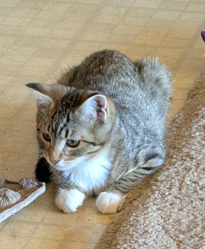 Prince, an adoptable Tabby in Springfield, OR image 6/6