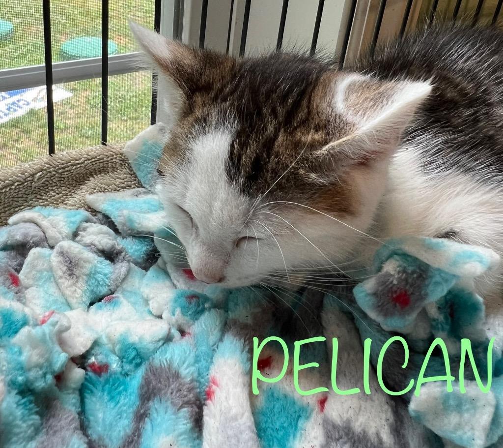 Enlarge Pelican, a Adoptable Domestic Short Hair in Cambridge, MD image 1/1