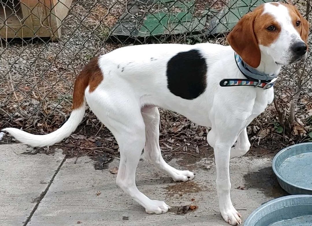 RICKI, Adoptable, Adult Male Treeing Walker Coonhound.