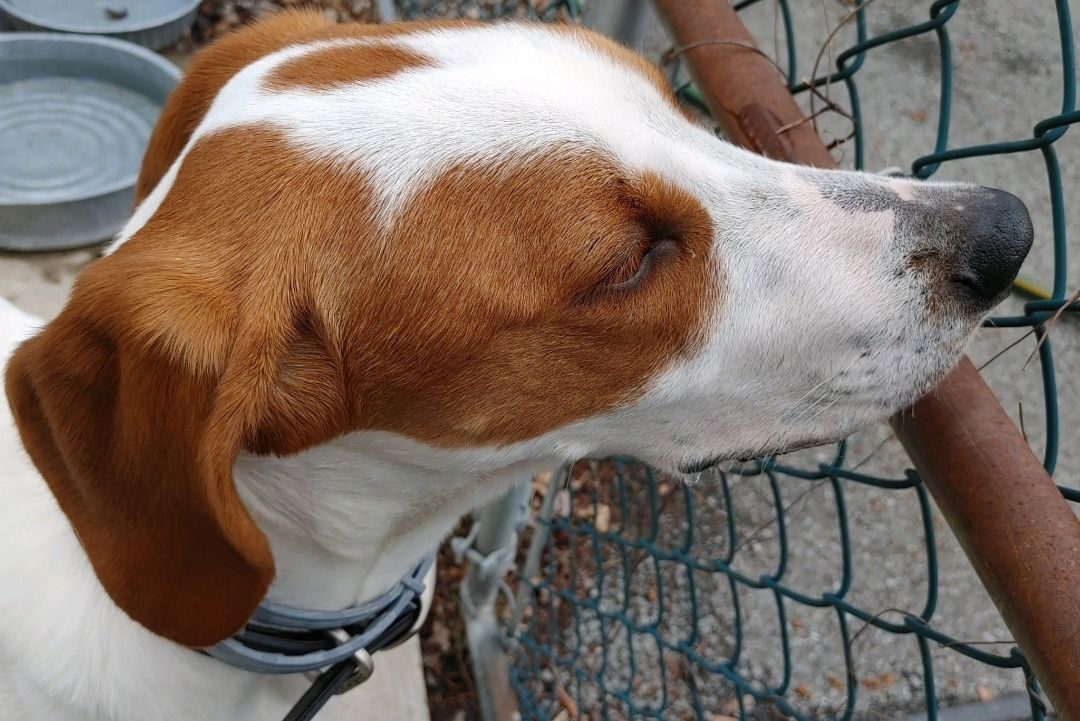 RICKI, a Adoptable Treeing Walker Coonhound in Rensselaer, NY image 3/4