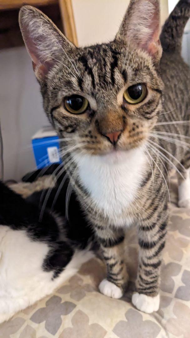 Scoops, a Adoptable Domestic Short Hair in Kings Park, NY image 3/5