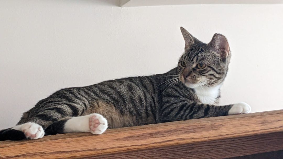 Enlarge Scoops, a Adoptable Domestic Short Hair in New York, NY image 6/9