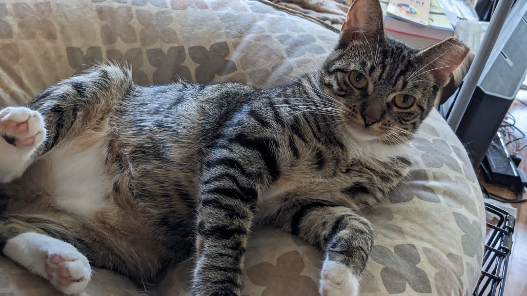 Enlarge Scoops, a Adoptable Domestic Short Hair in New York, NY image 7/9