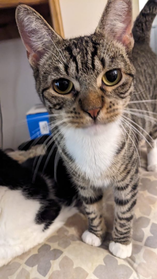 Scoops, Adoptable, Adult Female Domestic Short Hair.