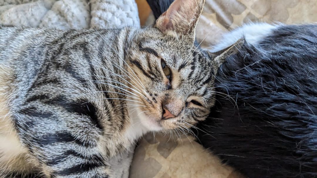 Enlarge Scoops, a Adoptable Domestic Short Hair in New York, NY image 8/9