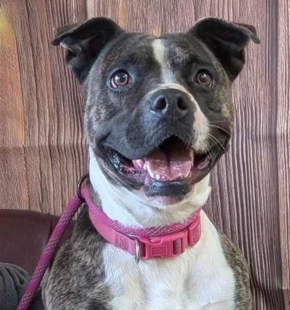 Katniss, Adoptable, Adult Female Pit Bull Terrier & Mixed Breed.