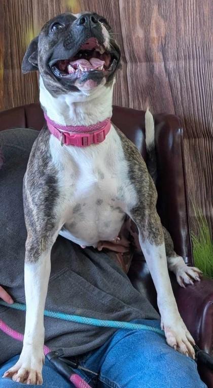 Katniss, Adoptable, Adult Female Pit Bull Terrier & Mixed Breed.