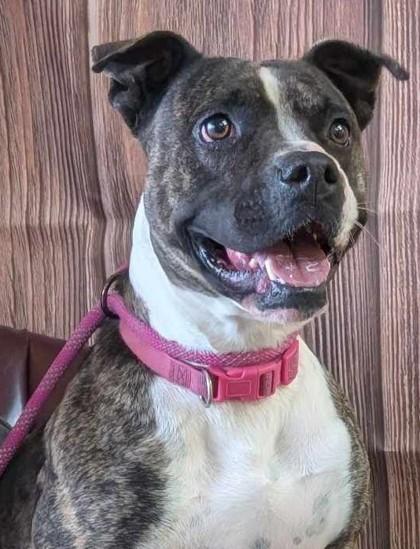 Enlarge Katniss, a Adoptable mixed breed in La Harpe, KS image 3/3