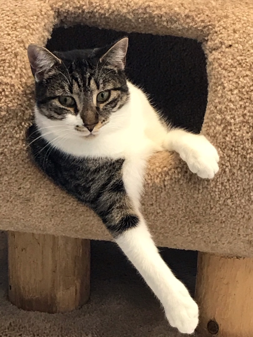 Bo Peep, a Adoptable Tiger in Freeport, NY image 1/4