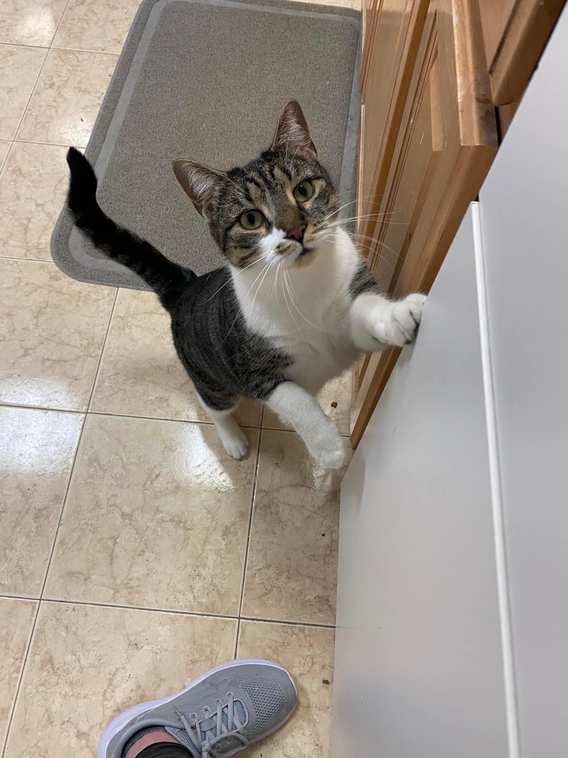 Bo Peep, a Adoptable Tiger in Freeport, NY image 2/4