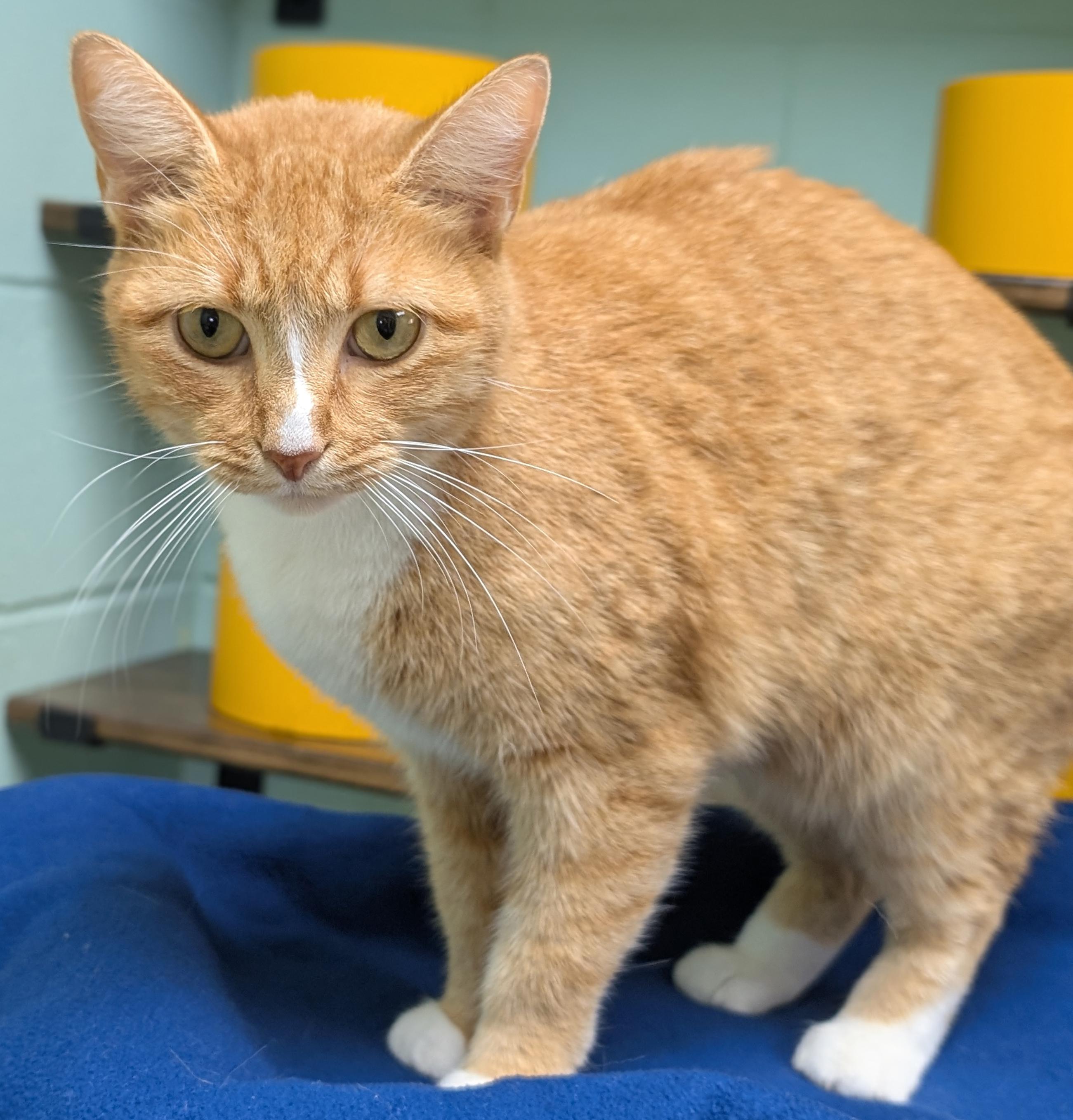 Enlarge Harriette, a Adoptable Domestic Short Hair in Jefferson, WI image 2/2