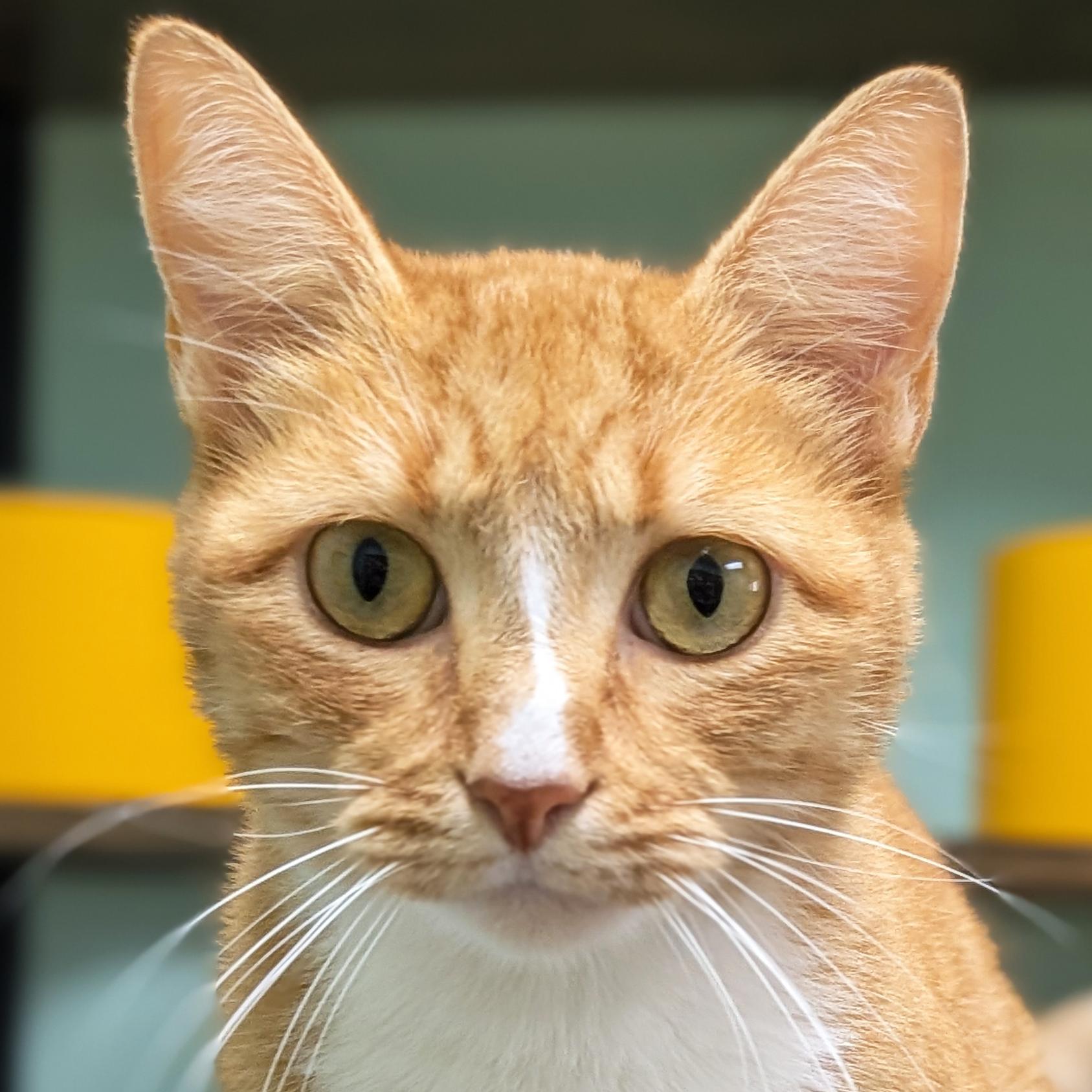 Harriette, Adoptable, Adult Female Domestic Short Hair.