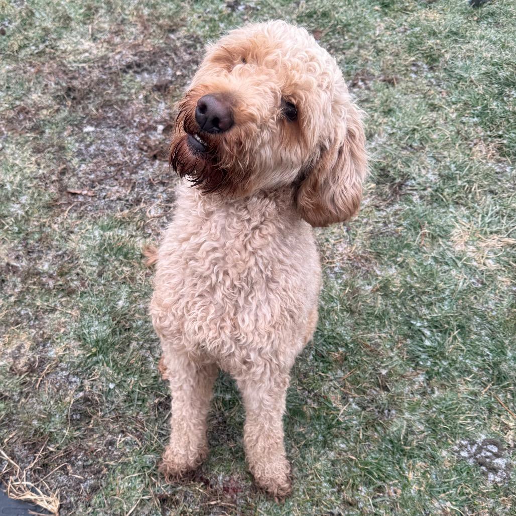 Enlarge Linus, a ADOPTABLE mixed breed in Zionsville, IN image 1/2