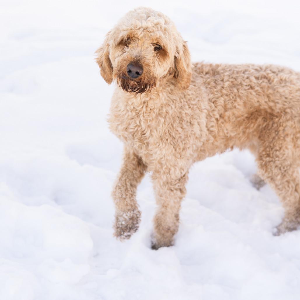 Enlarge Linus, a ADOPTABLE mixed breed in Zionsville, IN image 2/2