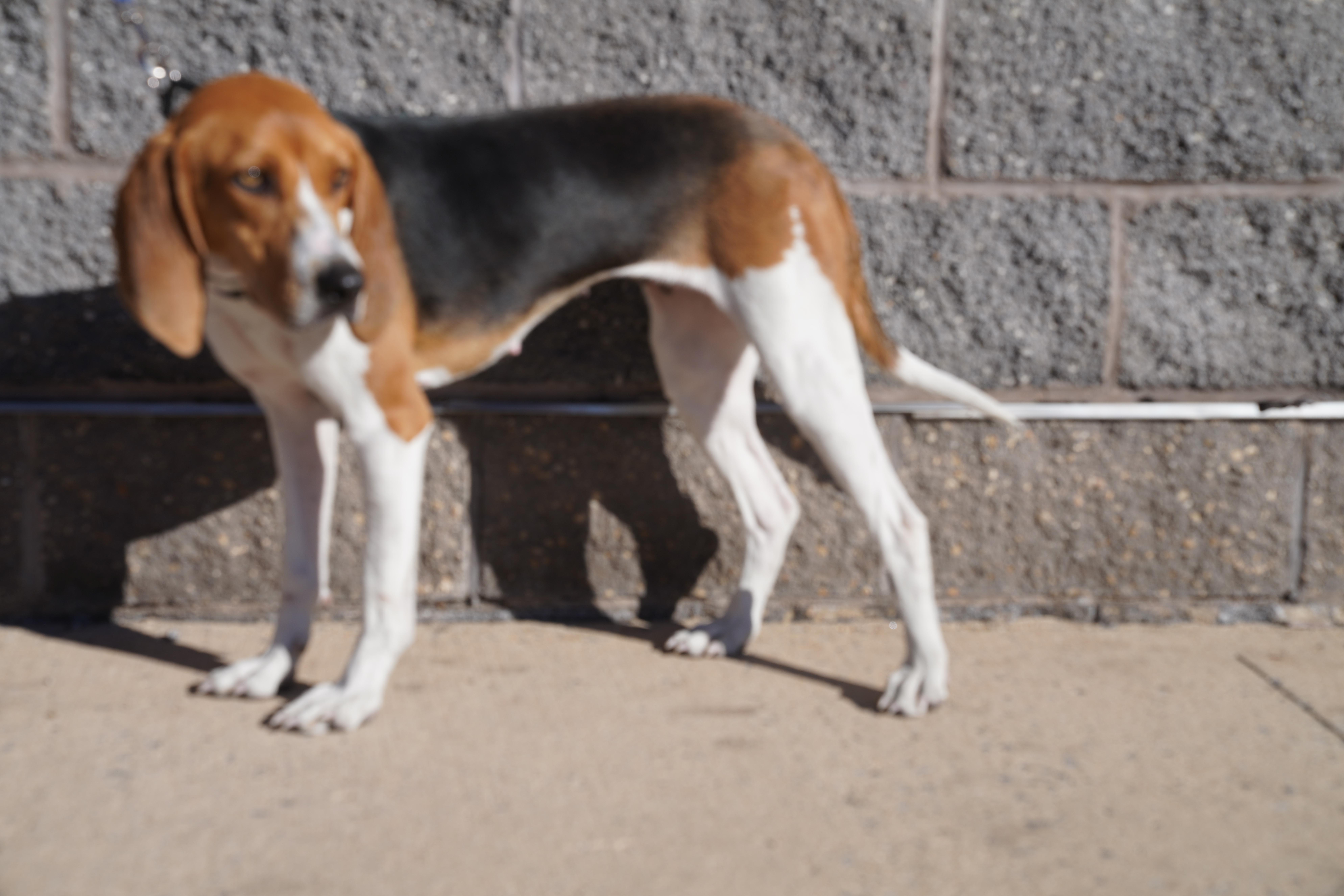 Brandi, an adoption pending Treeing Walker Coonhound in Pottsville, PA image 2/3