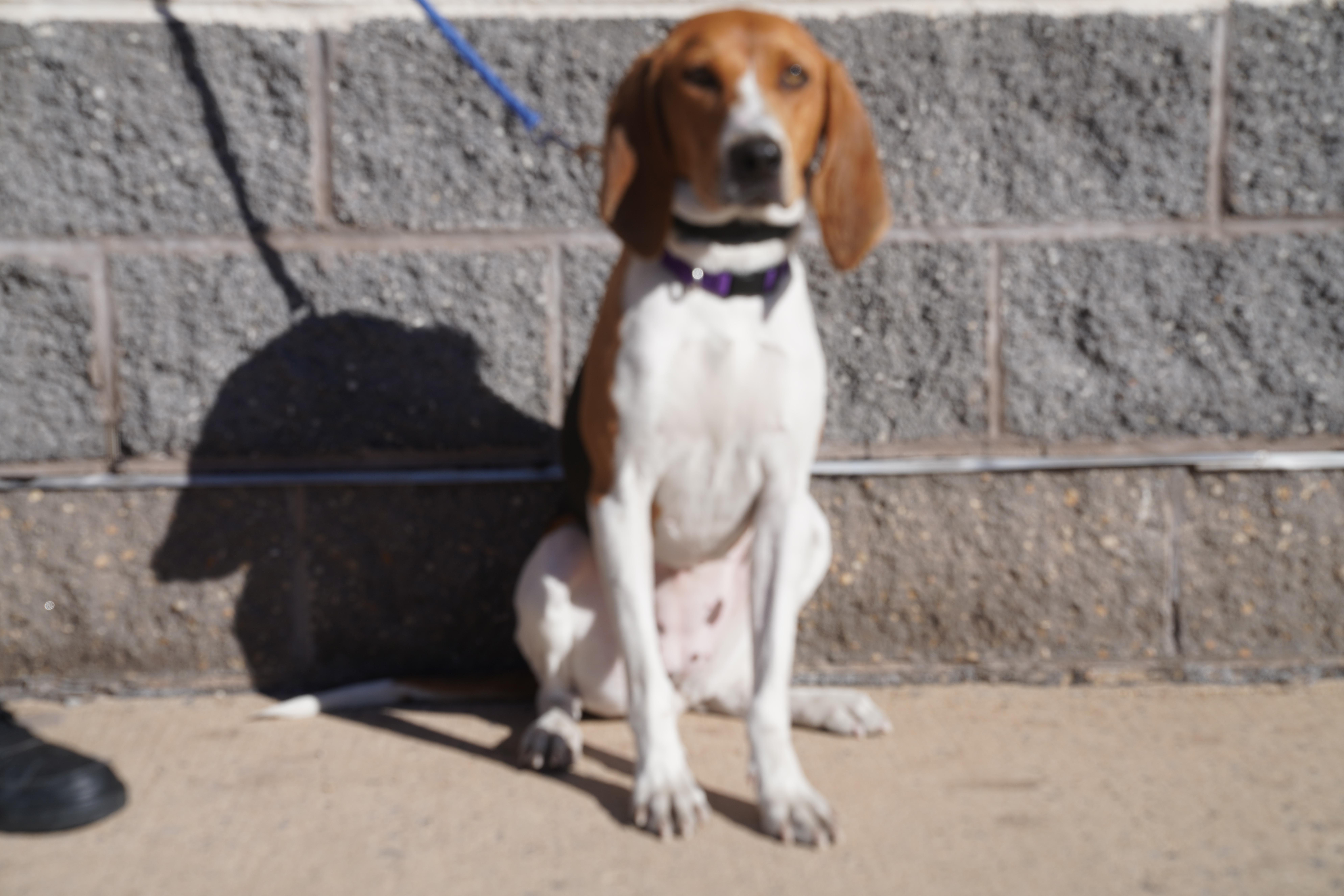Brandi, Adoptable, Young Female Treeing Walker Coonhound.