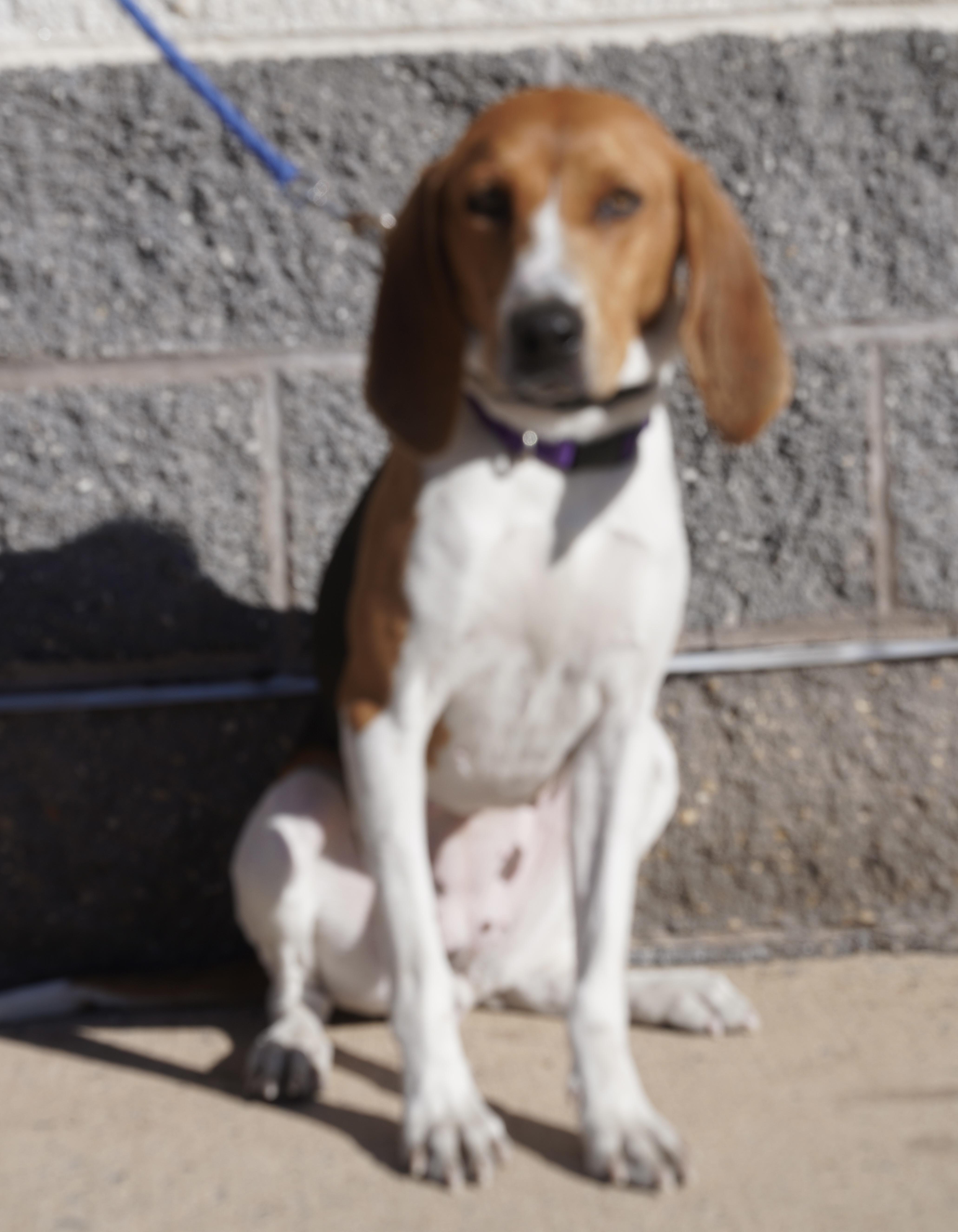 Brandi, an adoption pending Treeing Walker Coonhound in Pottsville, PA image 3/3
