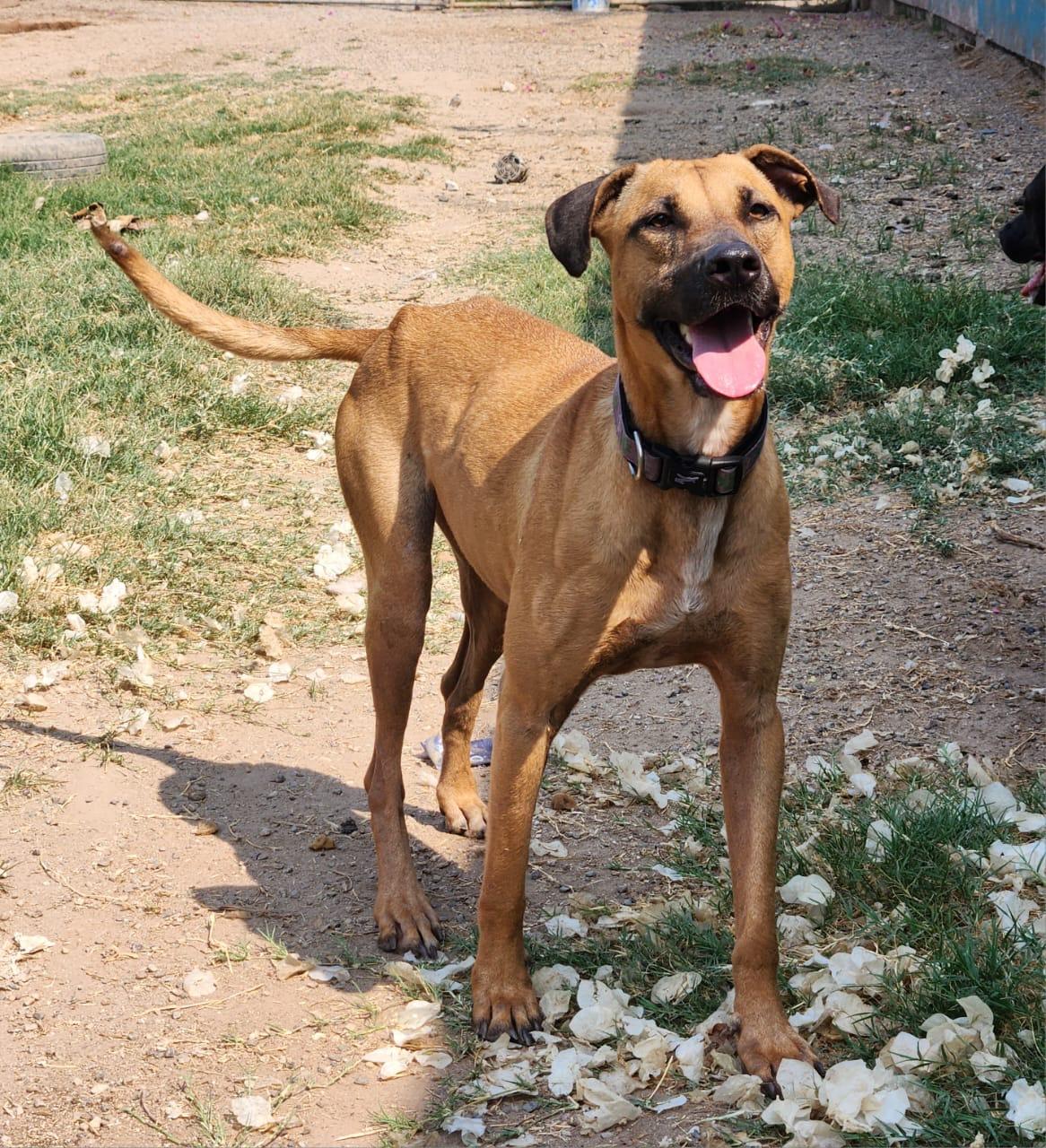 Astro, Adoptable, Adult Male Pit Bull Terrier.