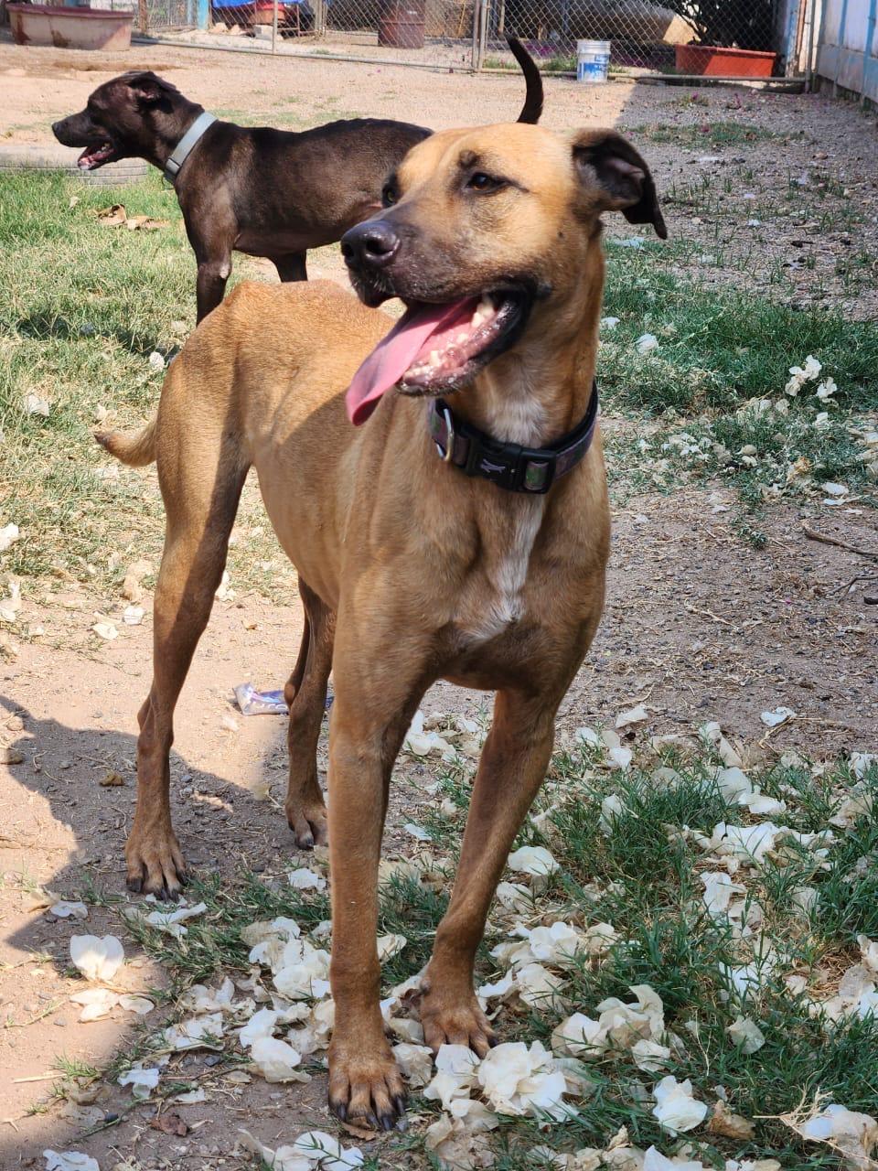 Enlarge Astro, a Adoptable mixed breed in EL COLORADO, JAL image 2/6