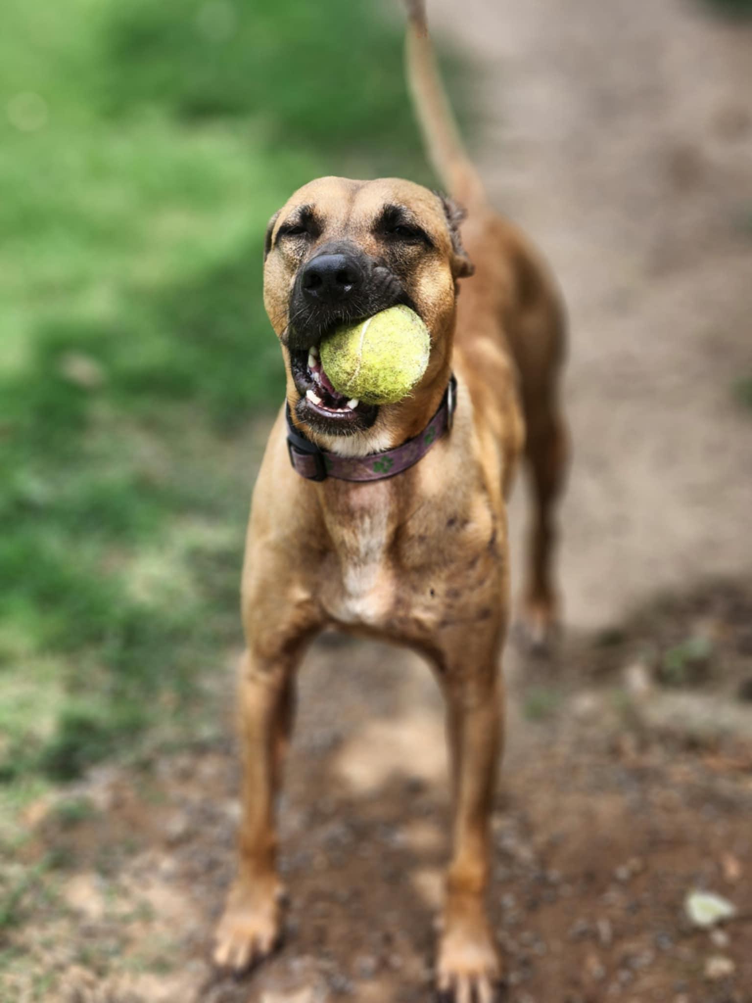 Enlarge Astro, a Adoptable mixed breed in EL COLORADO, JAL image 3/6