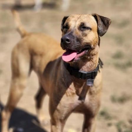 Enlarge Astro, a Adoptable mixed breed in EL COLORADO, JAL image 4/6