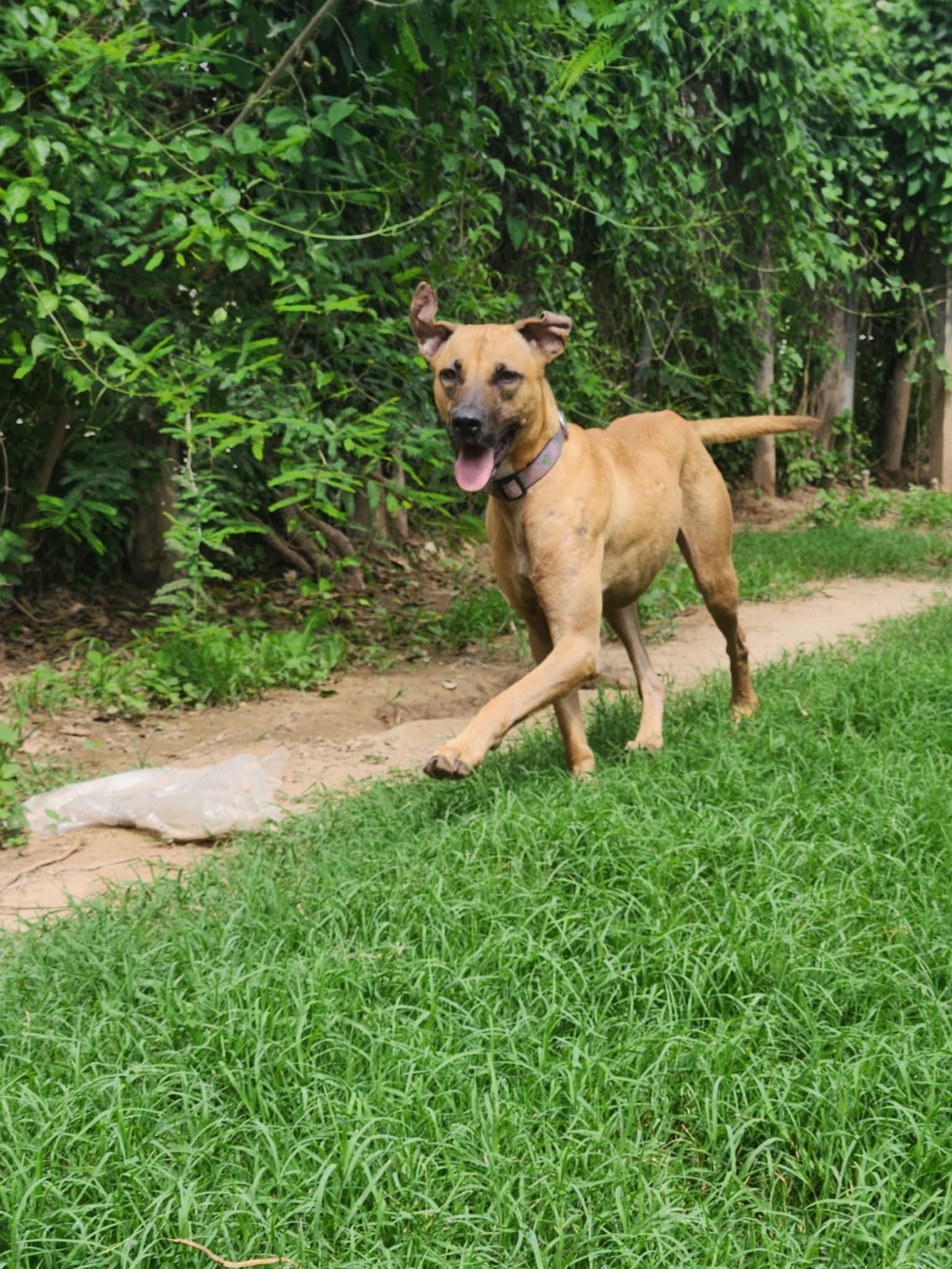 Enlarge Astro, a Adoptable mixed breed in EL COLORADO, JAL image 5/6