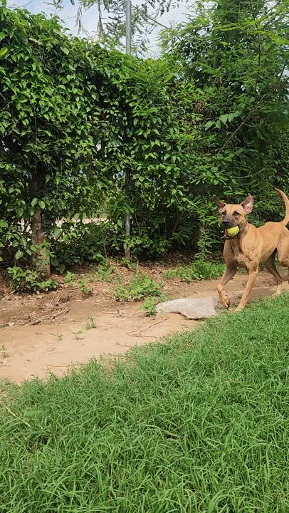 Enlarge Astro, a Adoptable mixed breed in EL COLORADO, JAL video 6/6