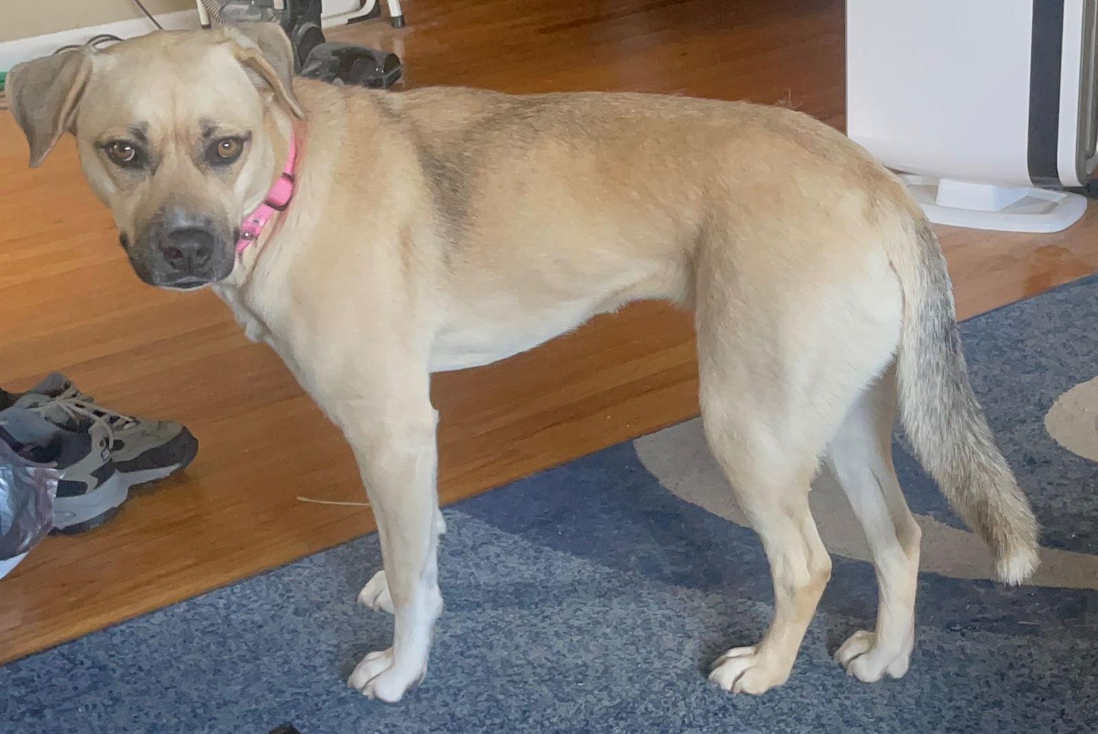 Sherry, Adopted, Young Female Shepherd.