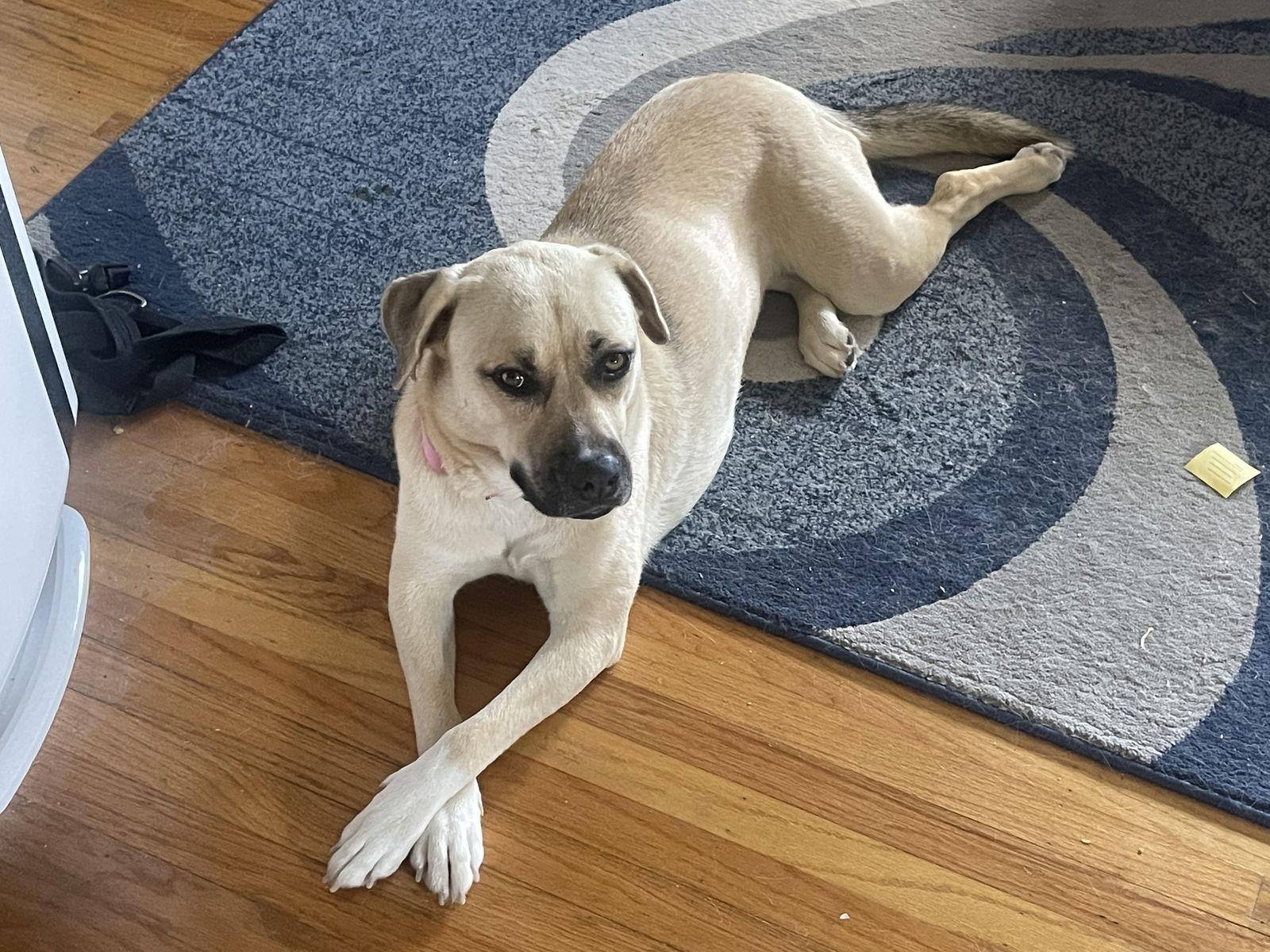 Enlarge Sherry, a Adopted Shepherd in Doylestown, PA image 2/3