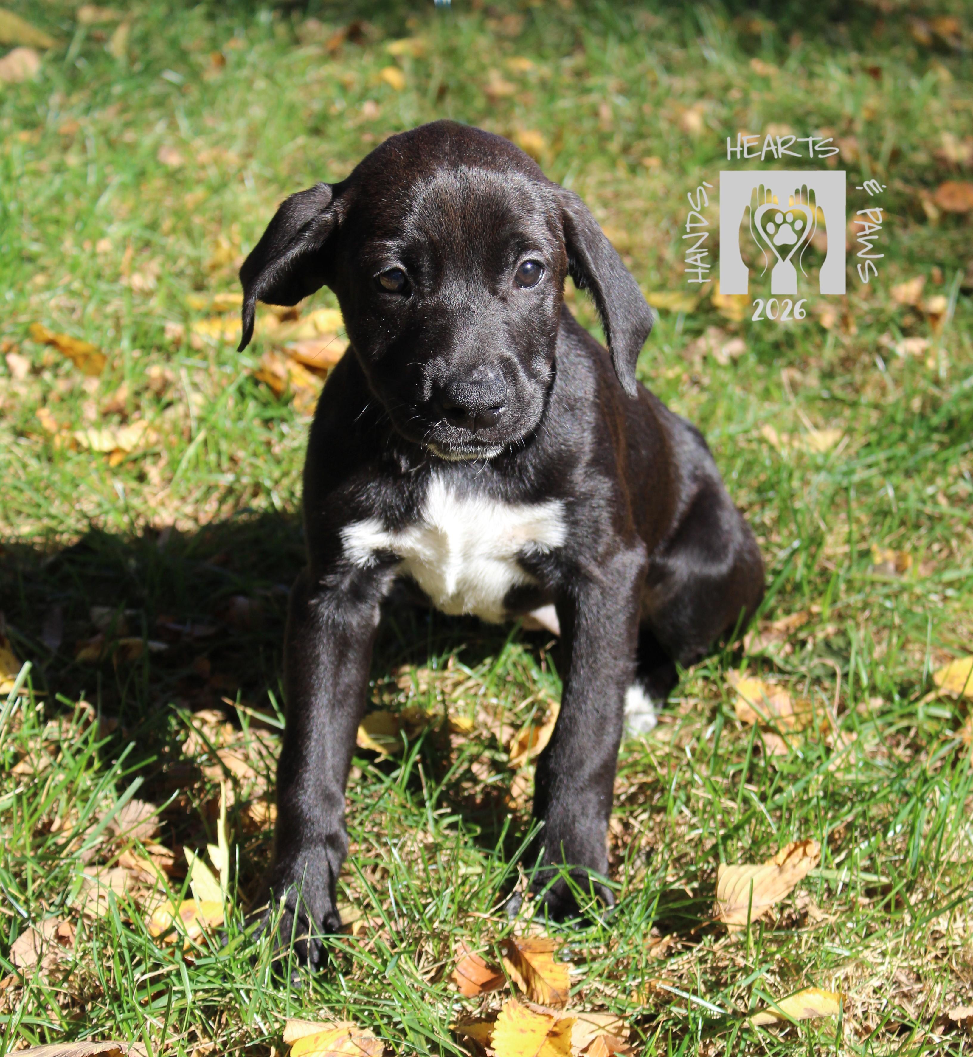 Enlarge Coraline, a Adoptable mixed breed in Omaha, NE image 1/3