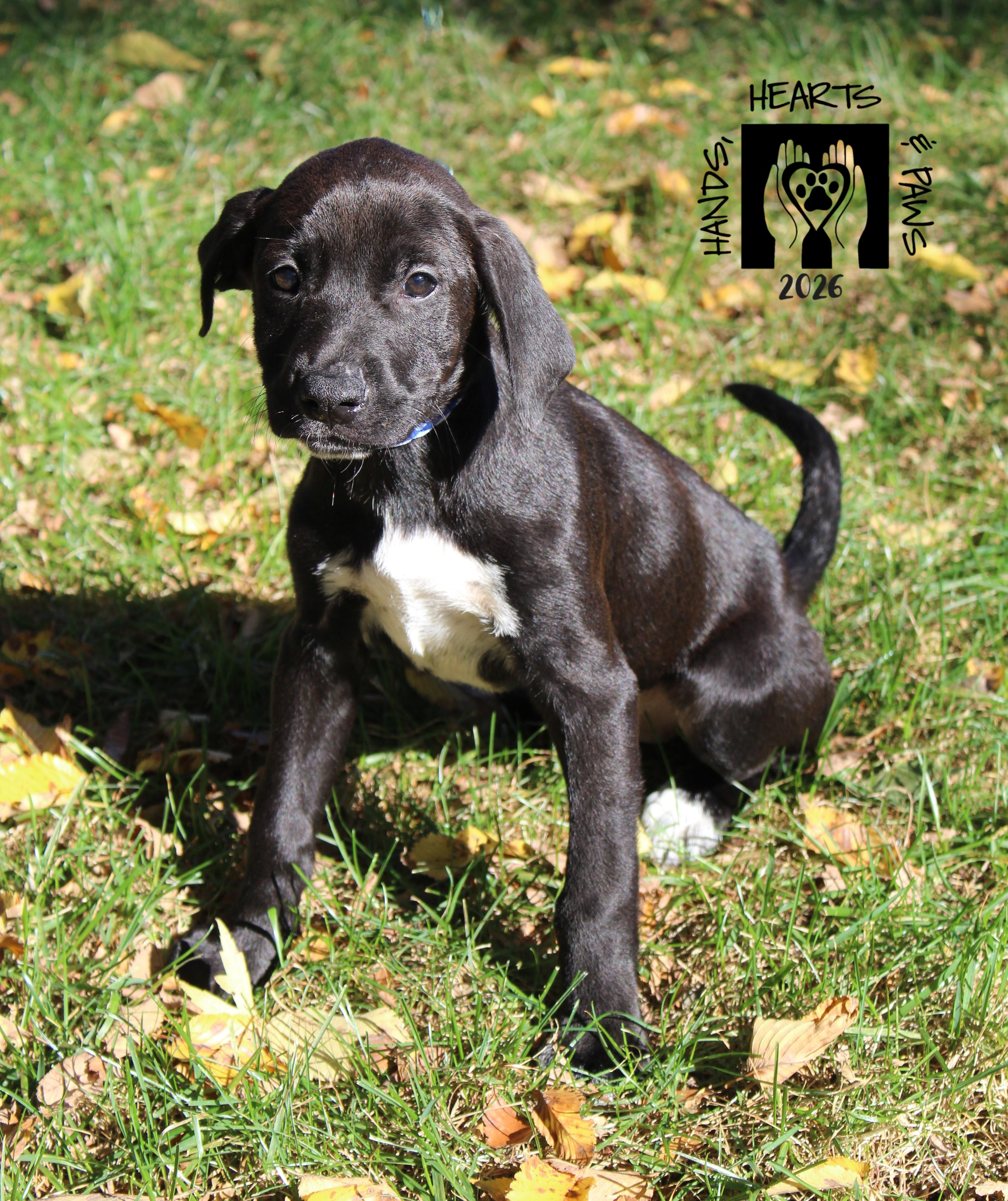 Enlarge Coraline, a Adoptable mixed breed in Omaha, NE image 2/3