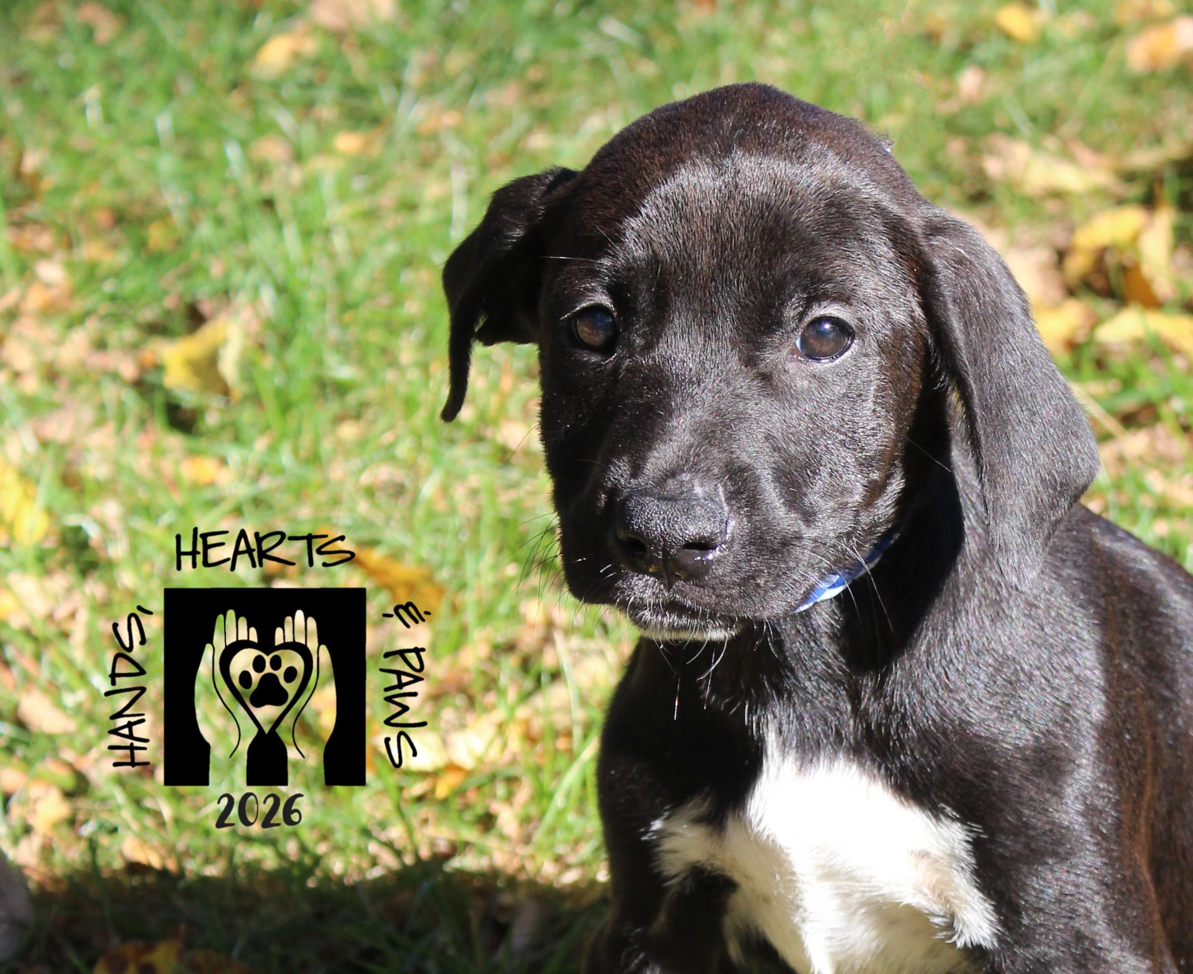 Enlarge Coraline, a Adoptable mixed breed in Omaha, NE image 3/3