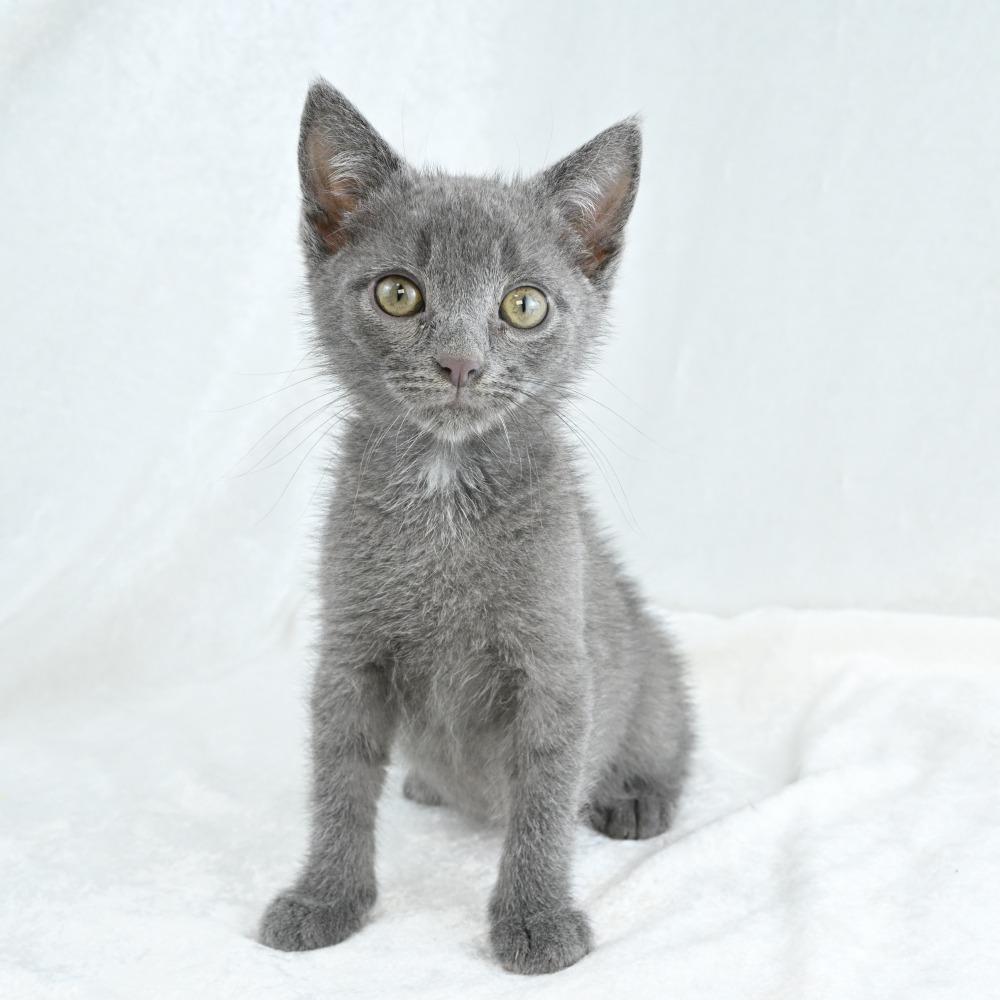 Stormy, a Adoptable Domestic Short Hair in Mobile, AL image 1/6