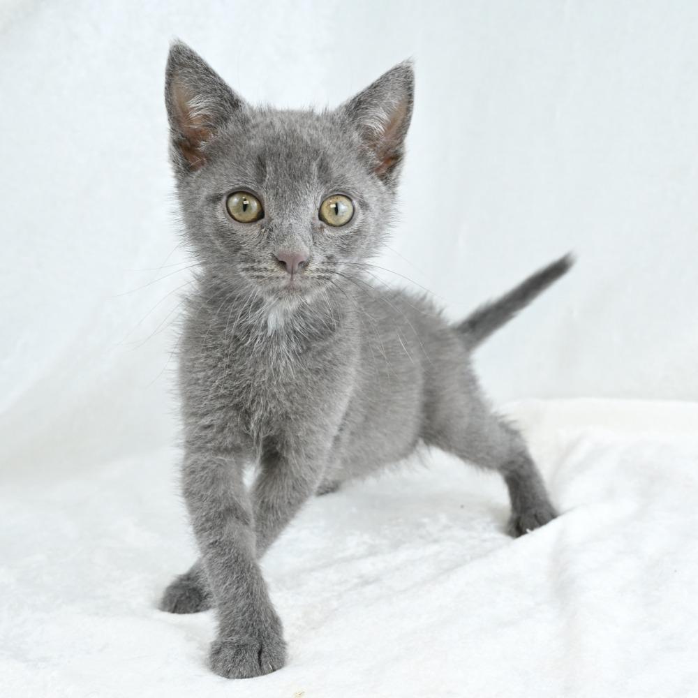 Stormy, a Adoptable Domestic Short Hair in Mobile, AL image 2/6