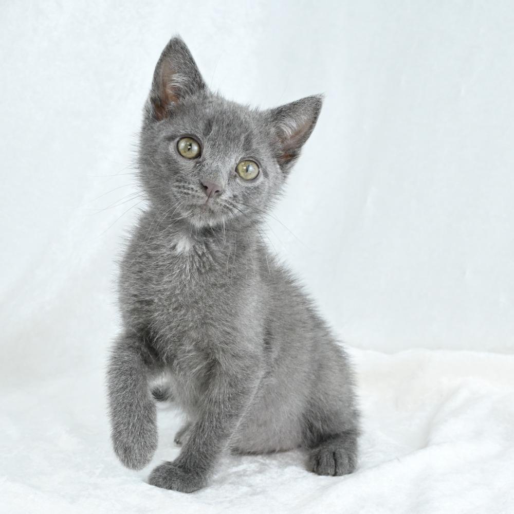 Stormy, a Adoptable Domestic Short Hair in Mobile, AL image 3/6