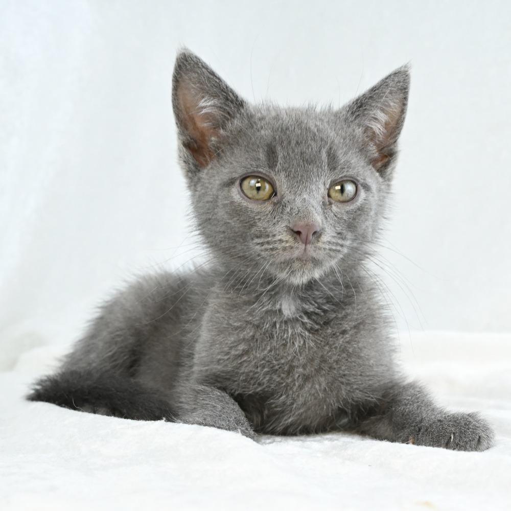 Stormy, a Adoptable Domestic Short Hair in Mobile, AL image 4/6