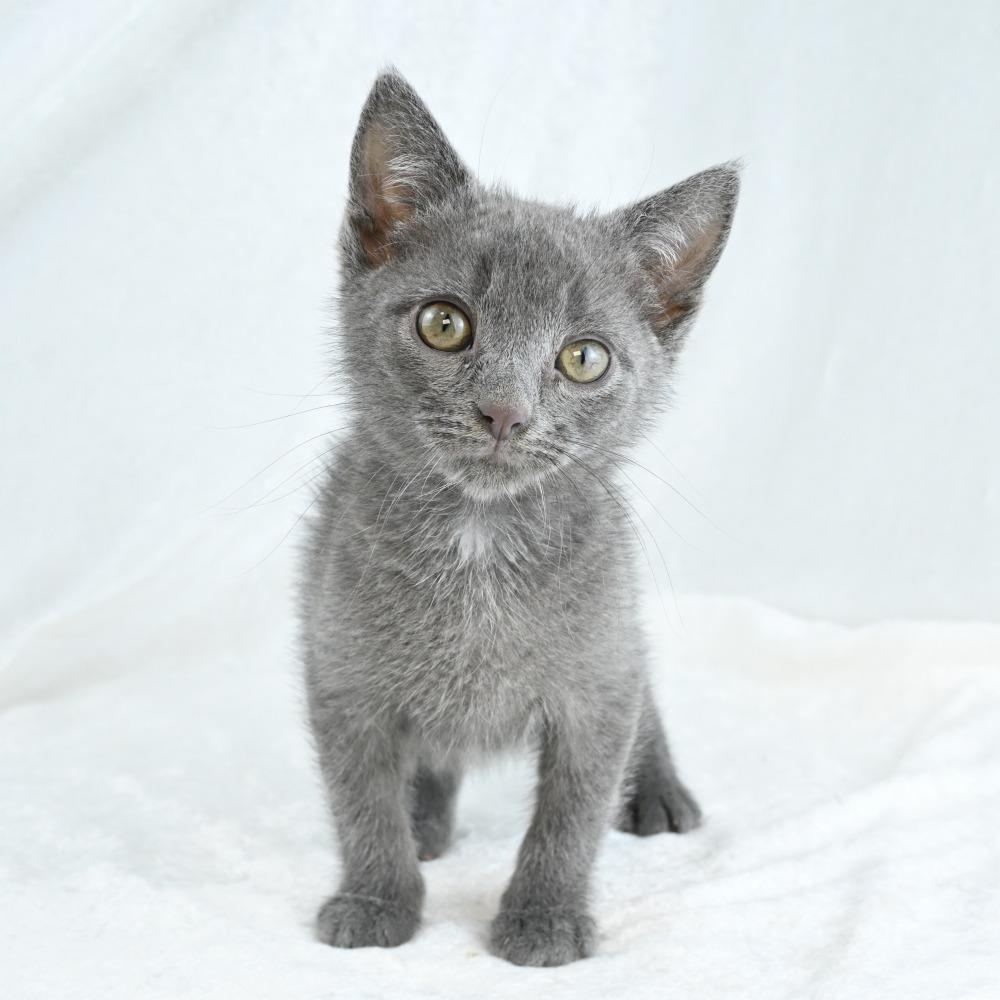 Stormy, a Adoptable Domestic Short Hair in Mobile, AL image 5/6